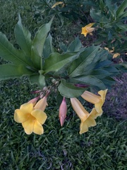 Allamanda