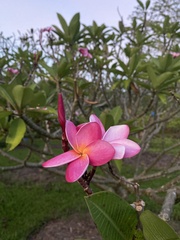Plumeria