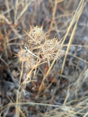 Atractylis cancellata