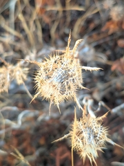 Atractylis cancellata