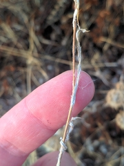 Atractylis cancellata