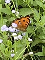 Junonia almana javana