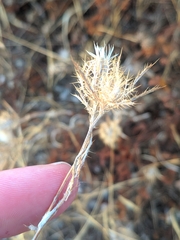 Atractylis cancellata