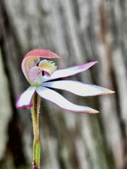 Caladenia moschata