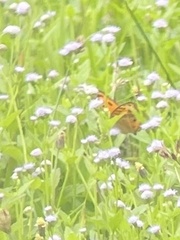 Junonia almana javana