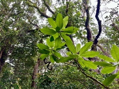 Acrisione denticulata