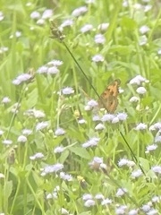 Junonia almana javana