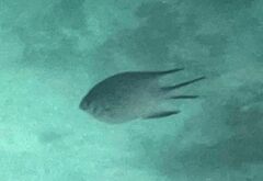 Amblyglyphidodon indicus