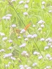 Junonia almana javana