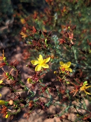 Hypericum triquetrifolium