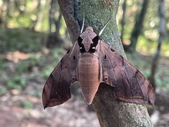 Ambulyx sericeipennis