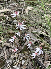 Caladenia moschata