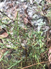 Genista tridentata