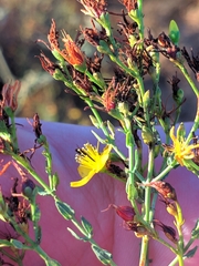 Hypericum triquetrifolium
