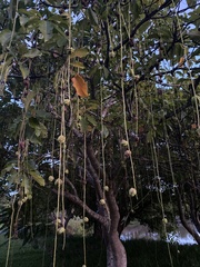 Barringtonia acutangula