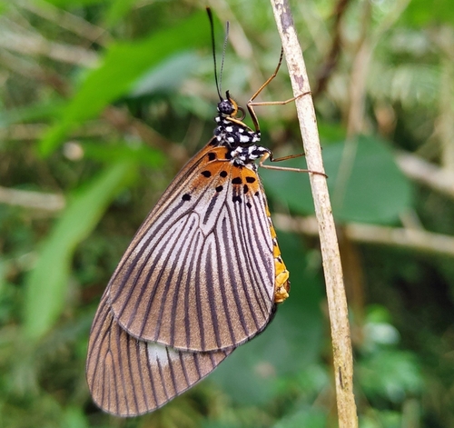 Lycoa Acraea