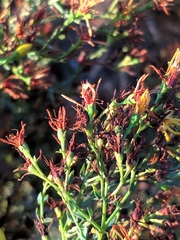 Hypericum triquetrifolium
