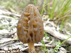 Morchella