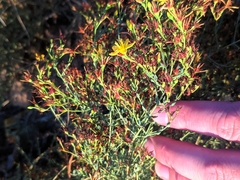Hypericum triquetrifolium