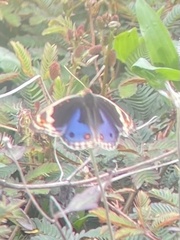 Junonia orithya wallacei