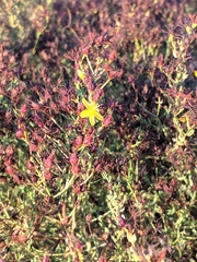 Hypericum triquetrifolium