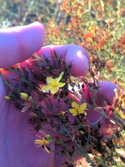 Hypericum triquetrifolium
