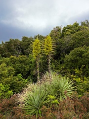 Puya chilensis
