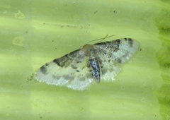 Idaea filicata