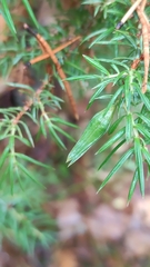 Oligotrophus panteli