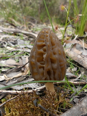 Morchella