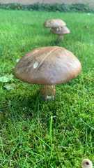 Leccinum scabrum