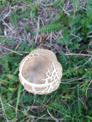 Macrolepiota procera