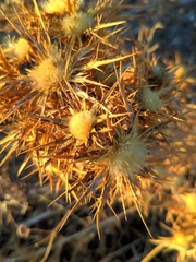 Carlina graeca