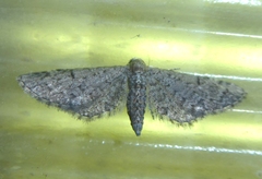 Eupithecia ultimaria