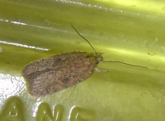 Agonopterix