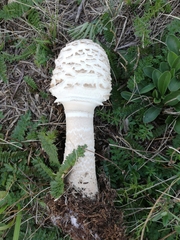 Macrolepiota procera