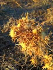 Carlina graeca