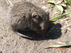 Microtus arvalis