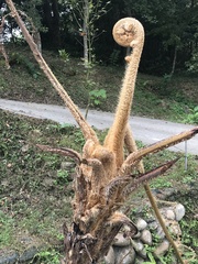 Sphaeropteris lepifera