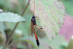 Therion circumflexum