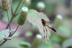 Therion circumflexum