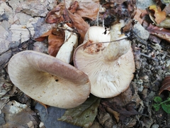 Lactarius uvidus
