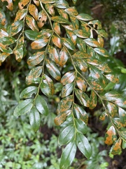Diospyros buxifolia