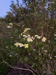 Pseudomussaenda flava