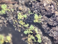 Arthrorhaphis citrinella