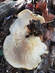 Lactarius scrobiculatus