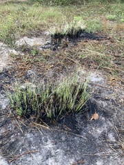 Aristida stricta
