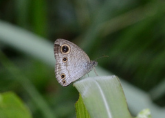 Ypthima pandocus