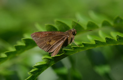 Polytremis lubricans