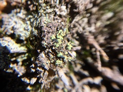 Arthrorhaphis citrinella